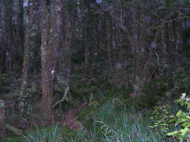 NZ leden-unor 2006 293.jpg